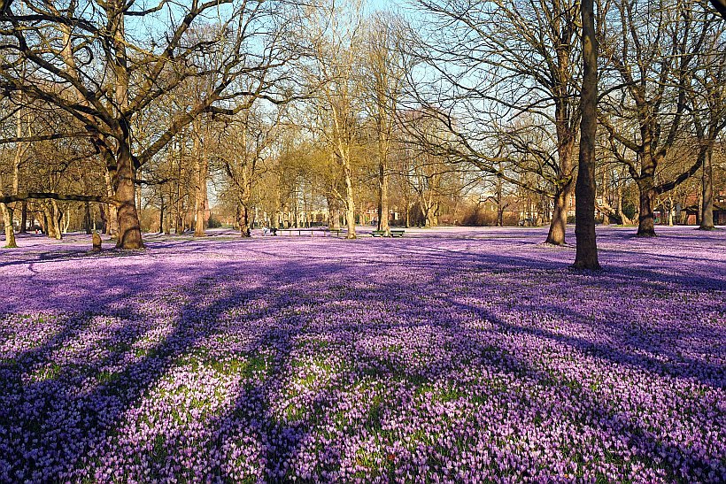Reise zur Krokusblüte nach Husum